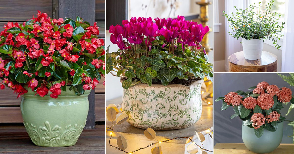 17 Best Flowers You Can Grow Indoors All Winter