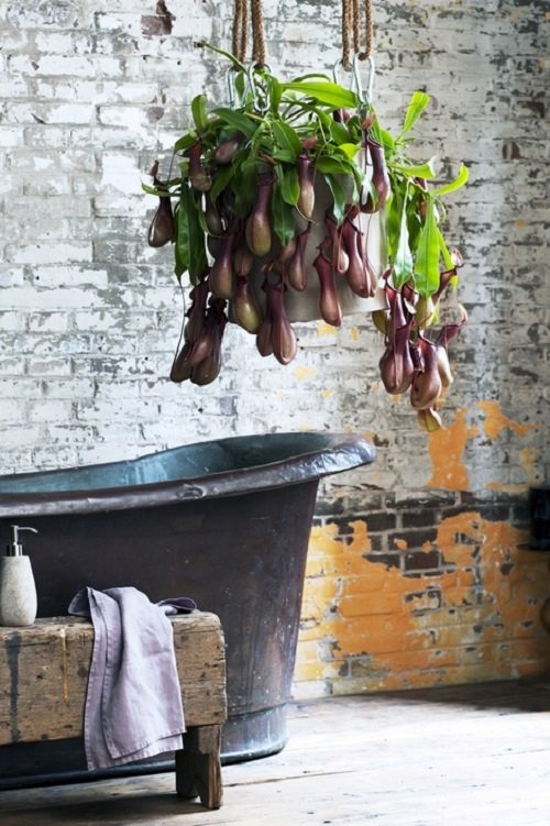 Best Plants for Bathroom 9