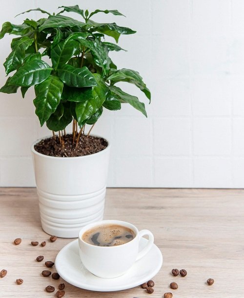 Coffee Space with Plants 2