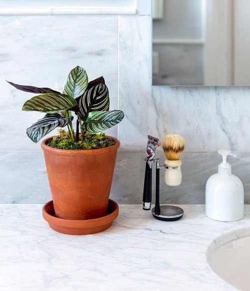 Best Plants for Bathroom 11