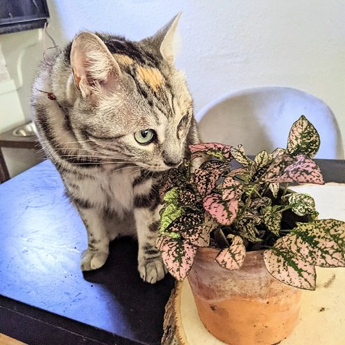 46 Best Cat Garden Plants | Cat Friendly Indoor Plants 14