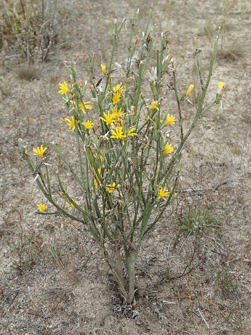 33 Weeds with Yellow Flowers | Common Yellow Weeds 12