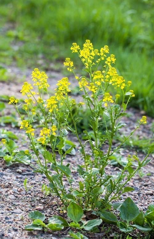 33 Weeds with Yellow Flowers | Common Yellow Weeds 13
