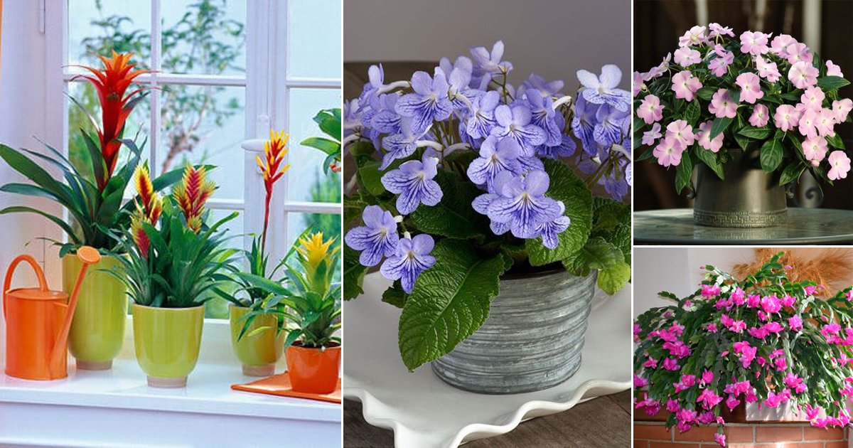 Tropical Indoor Flowering Plants