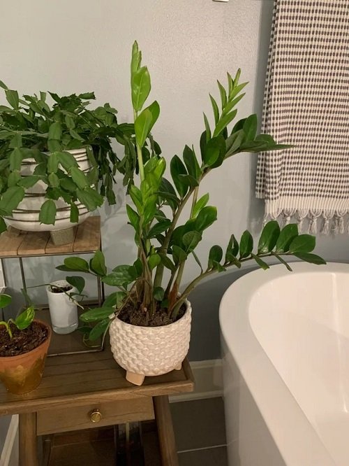 Best Plants for Bathroom 13