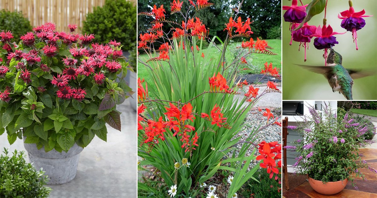 28 Best Plants for Hummingbirds | Flowers That Attract Hummingbirds