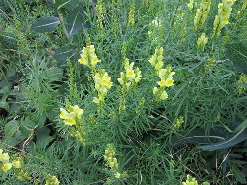 33 Weeds with Yellow Flowers | Common Yellow Weeds 15