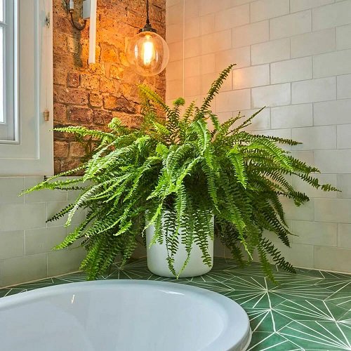 Best Plants for Bathroom 2