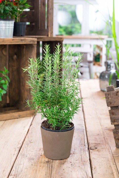 How to Grow Fragrant Rosemary 2