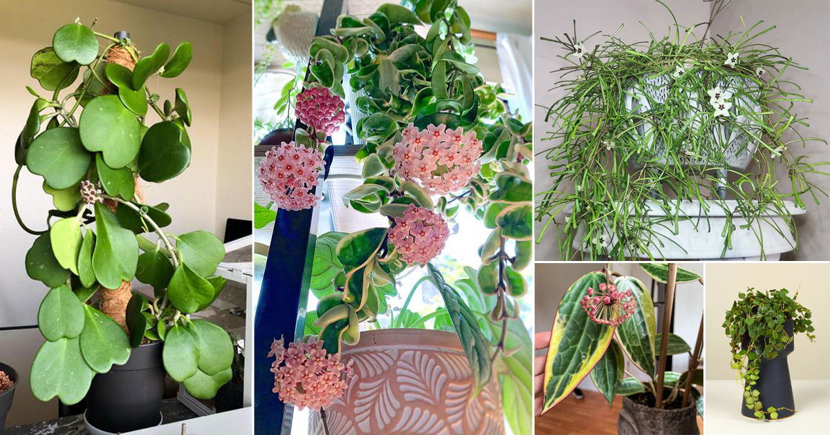 33 Most Popular Hoyas | Stunning Types and Species of Hoya