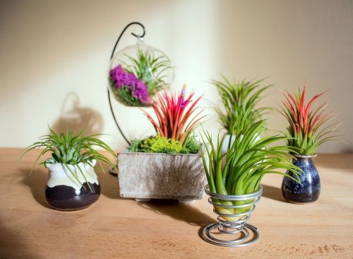 46 Best Cat Garden Plants | Cat Friendly Indoor Plants 23