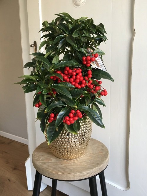 Houseplant with Red Berries
