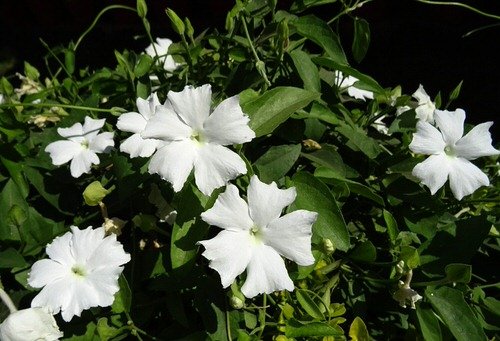 8 Best Thunbergia Flowers | Most Beautiful Thunbergia Varieties 3