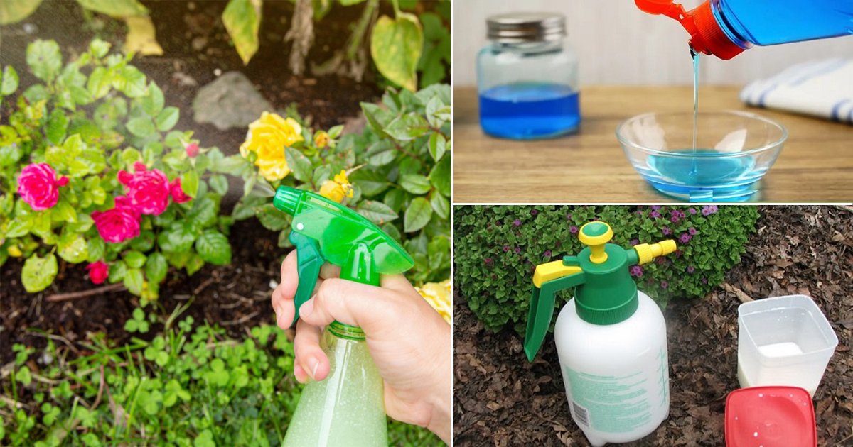 DIY Insecticidal Soap for Houseplants – EARTHeim Landscape Design Lexington  Kentucky