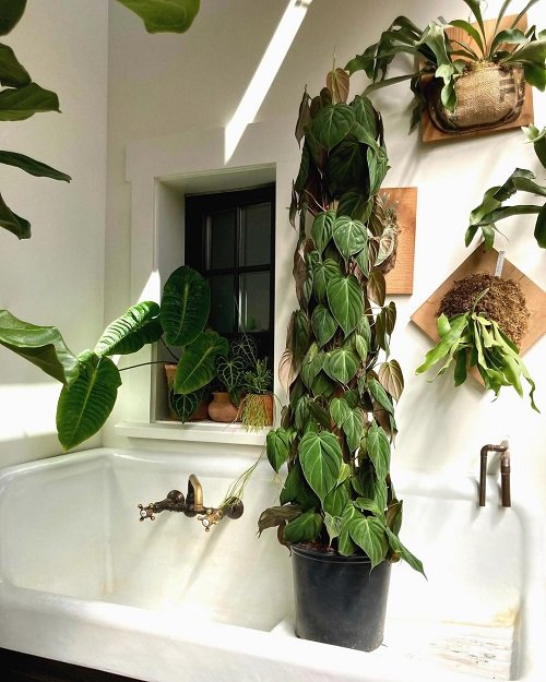 Best Plants for Bathroom 4