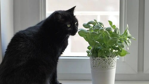 46 Best Cat Garden Plants | Cat Friendly Indoor Plants 5