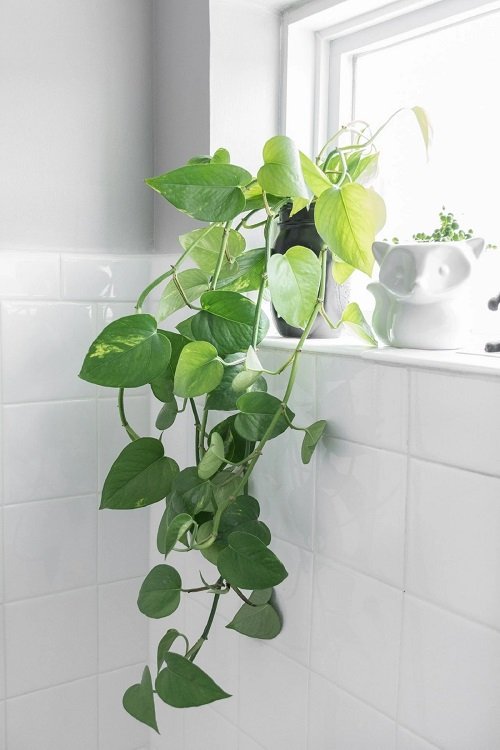 Best Plants for Bathroom 5
