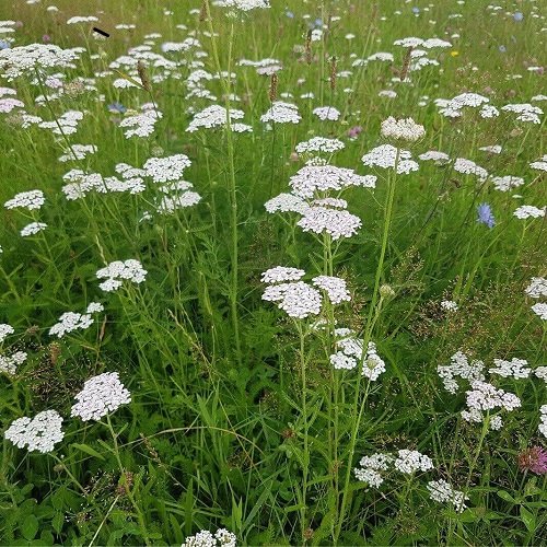 Weeds with White Flowers 6