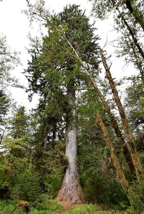 Alaska State Tree