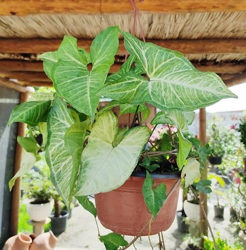 Best Plants For Hanging Baskets 12