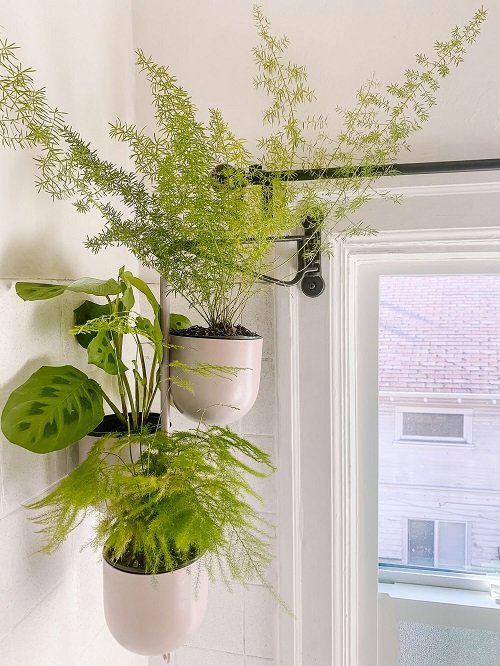 Best Plants for Bathroom 12