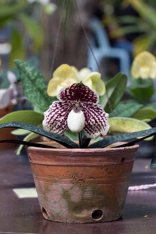 How to Grow Orchids from Seeds