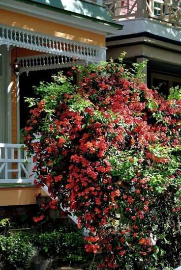 14 Best Vines and Climbers with Red Flowers | Balcony Garden Web