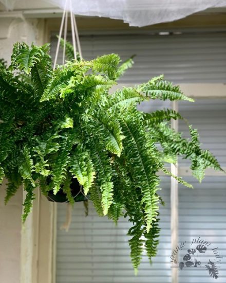 36 Best Plants For Hanging Baskets | Balcony Garden Web