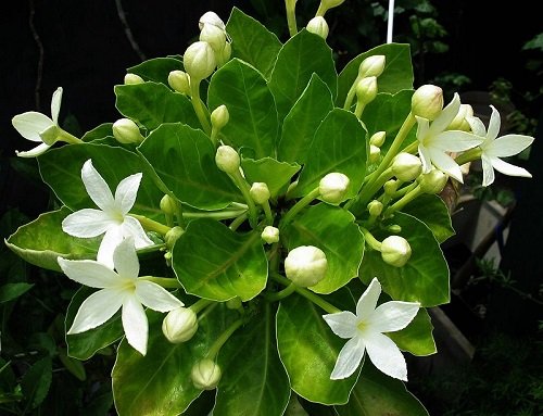 Molokai Ohaha Hawaiian Flower