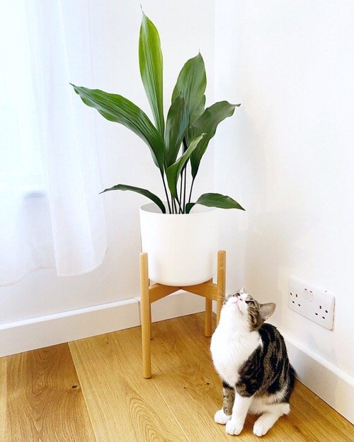 46 Best Cat Garden Plants | Cat Friendly Indoor Plants 17