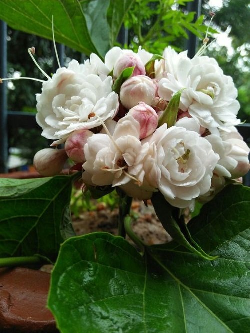 Cashmere Bouquet 15