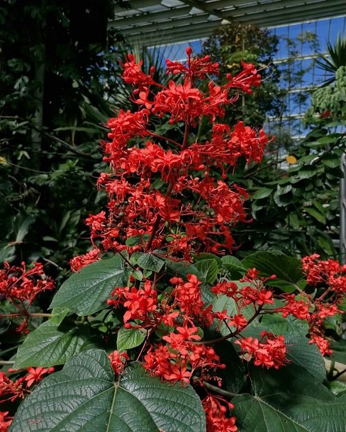 Clerodendrum Variety 8