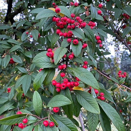 26 Beautiful Shrubs and Bushes with Red Berries 5