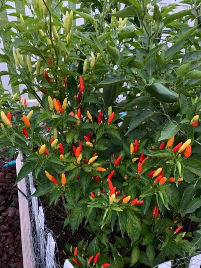 How to Grow Hawaiian Chili Pepper Plant | Balcony Garden Web