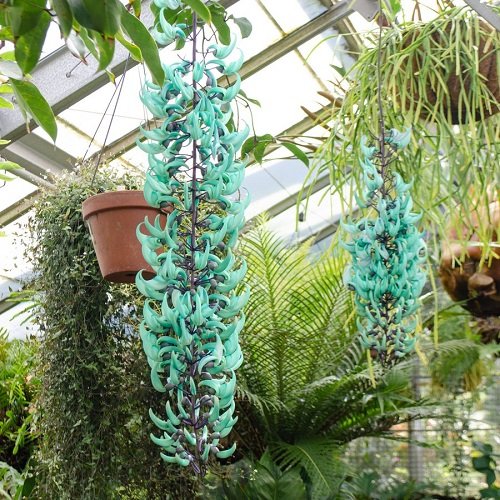Best Plants For Hanging Baskets 88