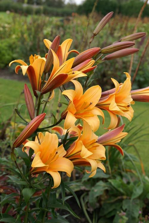 Most Fragrant Lilies 2