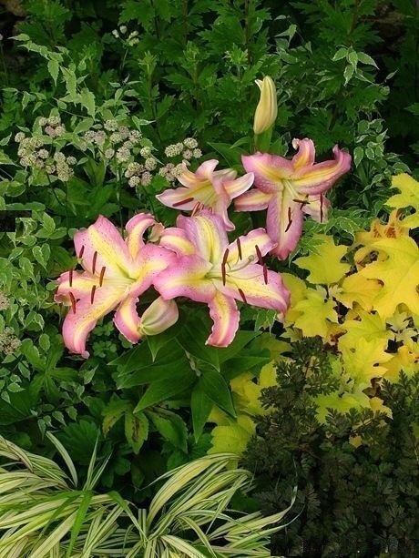 Most Fragrant Lilies 8