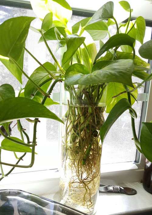 Homemade Fertilizers for Indoor Plants in Water