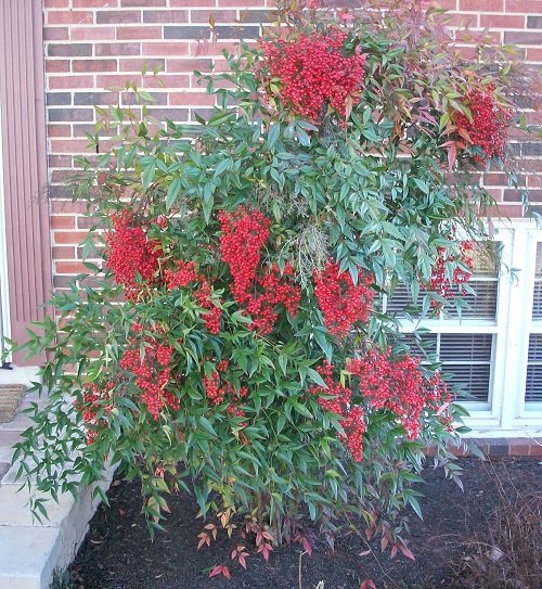 26 Beautiful Shrubs and Bushes with Red Berries 6