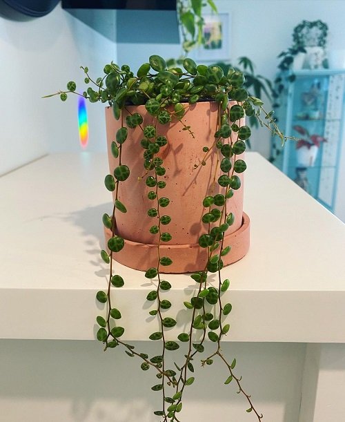 String of Turtles Plant Care