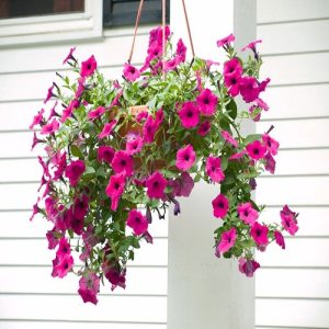 17 Beautiful Trailing Flowers for Hanging Baskets