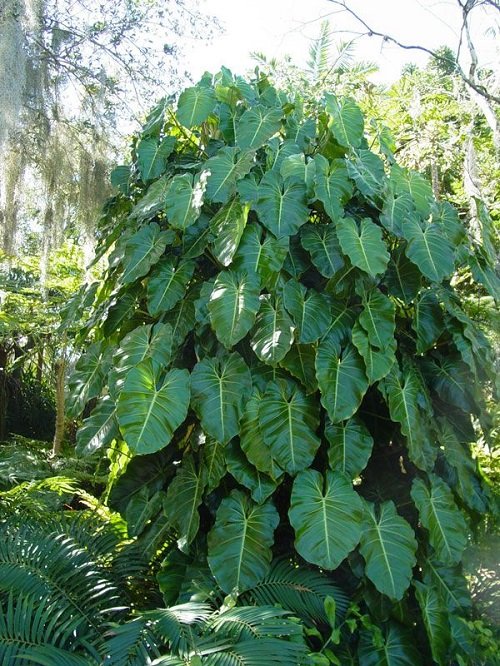 How to Grow Philodendron Cordatum