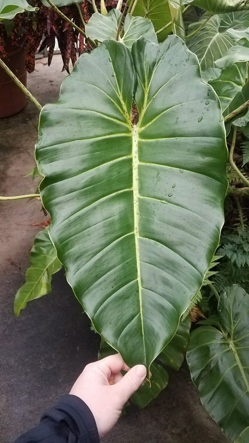 How to Grow Philodendron Cordatum 2