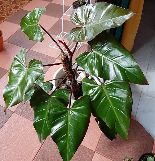  Philodendron Red Emerald 2
