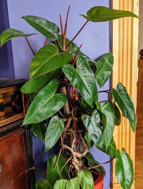  Philodendron Red Emerald