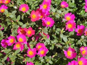 29 Different Types of Portulaca Varieties | Balcony Garden Web