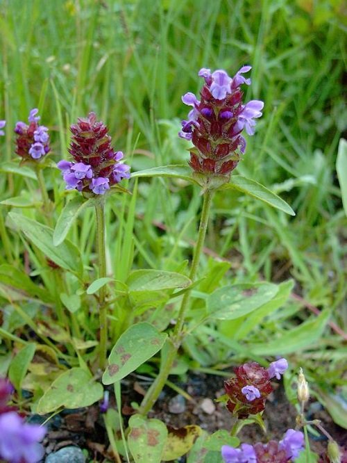Purple Flower Weeds 5