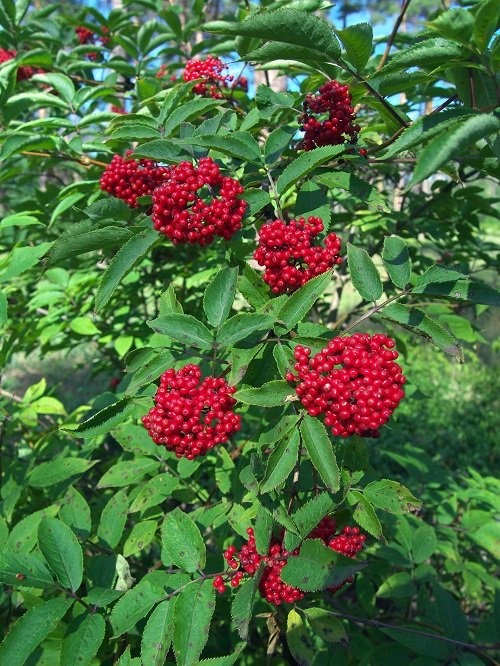 26 Beautiful Shrubs and Bushes with Red Berries 4