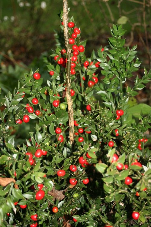 26 Beautiful Shrubs and Bushes with Red Berries 9