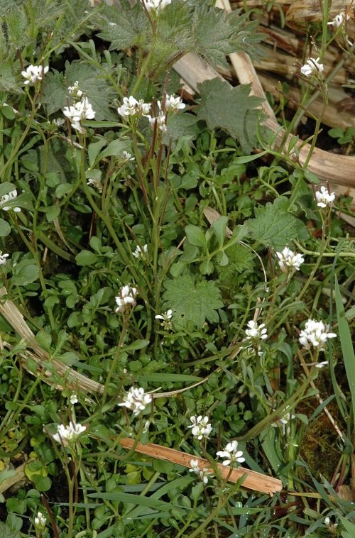 What is this probable weed with small white flowers? Daughter